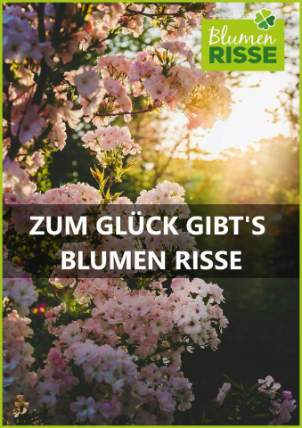 Blumen Risse Prospekt cover image